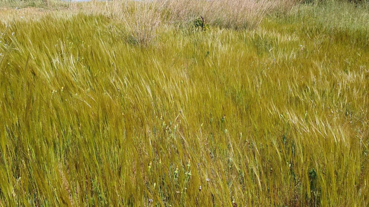 Agriturismo Corte Degli Ulivi Capoterra Dış mekan fotoğraf